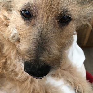 Meet your Posher, Crystal